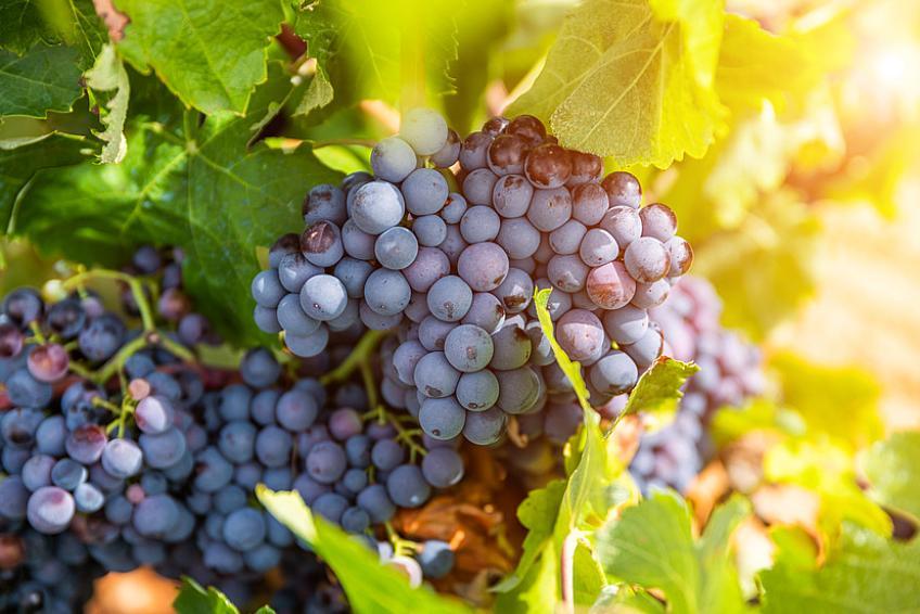 Weingut Immobilien: Immobilienmakler REBA IMMOBILIEN AG: Weingut Immobilien: Weinberge und Weingüter, Winzeranwesen und Weinbaubetriebe