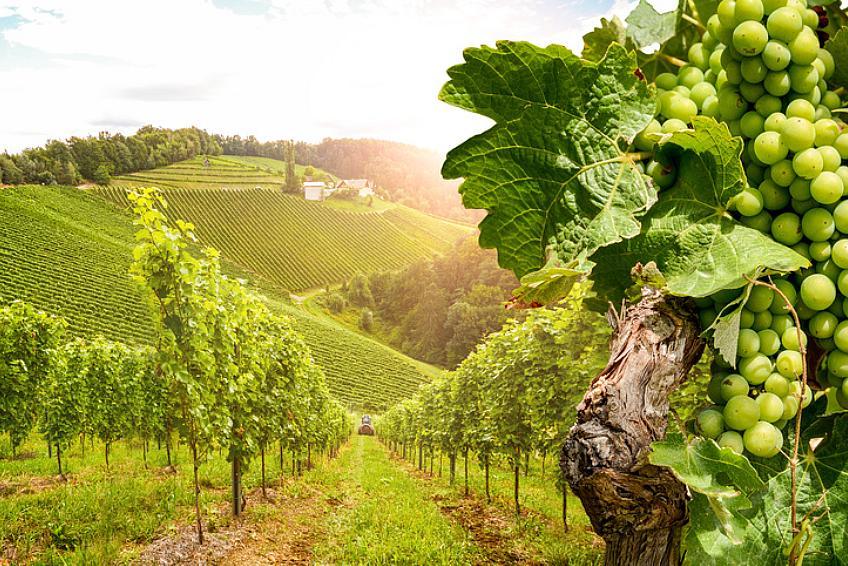 Weingut Immobilien: Immobilienmakler REBA IMMOBILIEN AG: Weingut Immobilien: Weinberge und Weingüter, Winzeranwesen und Weinbaubetriebe